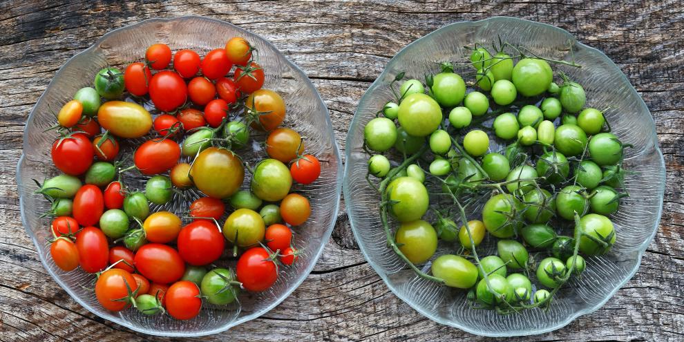 Grüne Tomaten nachreifen