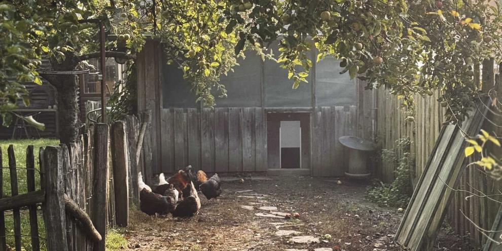 Oben Rechts: Der Hühnerhof birgt eine bunte Mischung aus alten und neuen Rassen.
