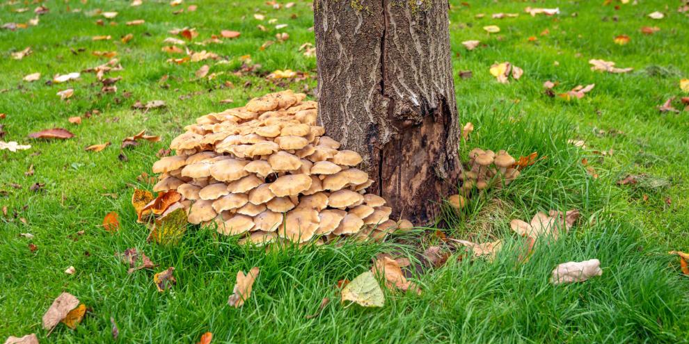 Sind bereits die Fruchtkörper des Hallimasch zu sehen, ist der Baum nicht mehr zu retten.