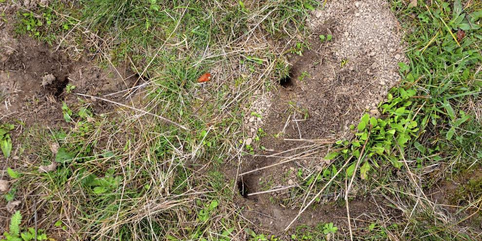 Hitzsommer mit Folgen für Landwirte: Viele Mäuselöcher und vielerorts Massen von Mäusen
