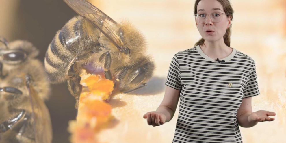Viele Menschen verwenden Propolis-Tropfen oder -Sprays vorbeugend gegen Halsschmerzen. Ob Propolis tatsächlich vor Erkältungen schützt, ist jedoch nicht ausreichend belegt.