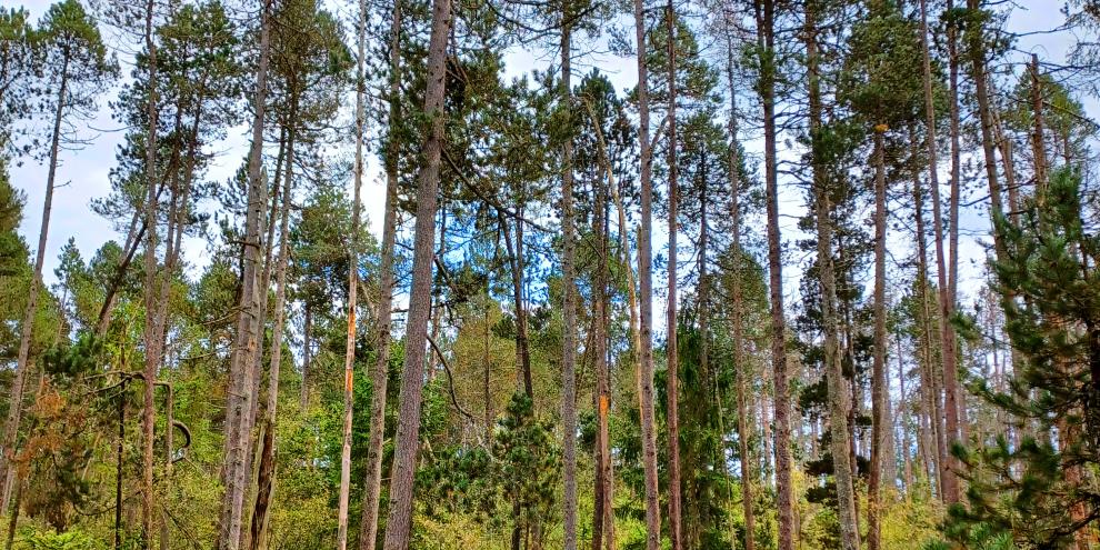 Abb. 1: Moorspirken im Hochmoor Rotfilz im Forstbetrieb Bodenmais der Bayerischen Staatsforsten