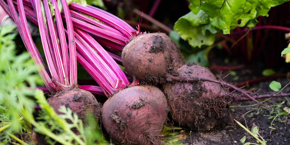 Rote Beete auf einem Acker