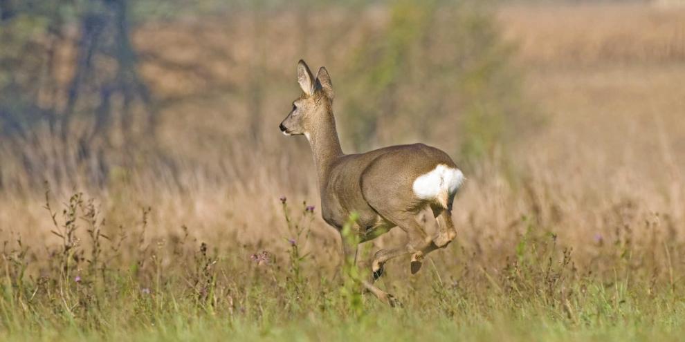 Werden Tiere vor dem Schuss gestresst, kann die Fleischreife gestört ablaufen.