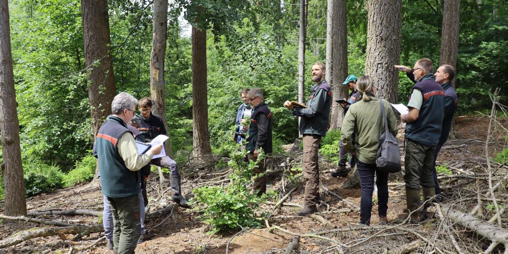 Abb. 1: In der Landesforstanstalt MV wird intensive daran gearbeitet den Wald stärker zu strukturieren. Hier besichtigt gerade ein Evaluationsteam aus Forstamtsleitern dauerwaldartige Strukturen im Forstamt Dargun. Die Ergebnisse fließen in das Forschungsprojekt „QuaDer“ Quantifizierung des Dauerwaldes für die regionalen Verhältnisse MV’s
