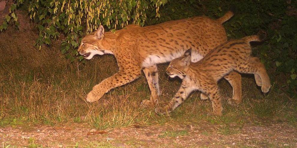 Eine Fotofalle konnte den Luchs-Nachwuchs zweifelsfrei nachweisen.