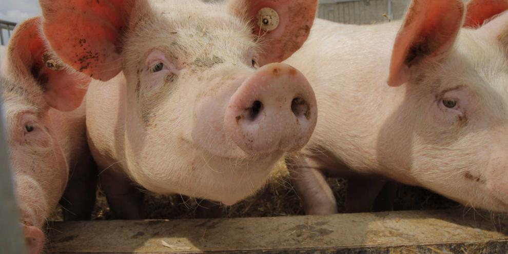 Mastschwein