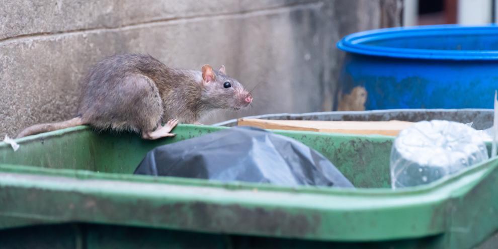 Wer Ratten mit Gift bekämpfen will, muss sich künftig an einen Kammerjäger wenden.