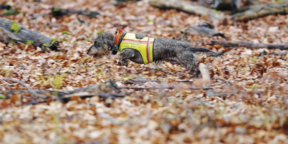Teckel sind aufgrund ihrer kurzen Läufe eher langsam und eignen sich daher besonders für die Jagd auf Rotwild.