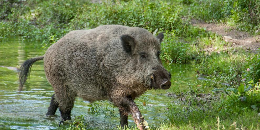 Ein Keiler ist das Maskottchen einer spanischen Spezialeinheit.