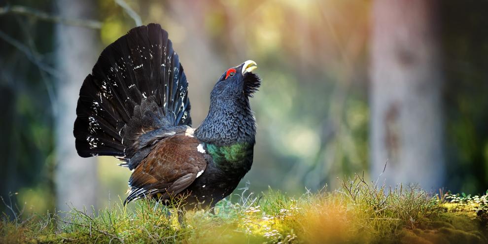 In der Niederlausitz fühlt das Auerwild sich wohl.
