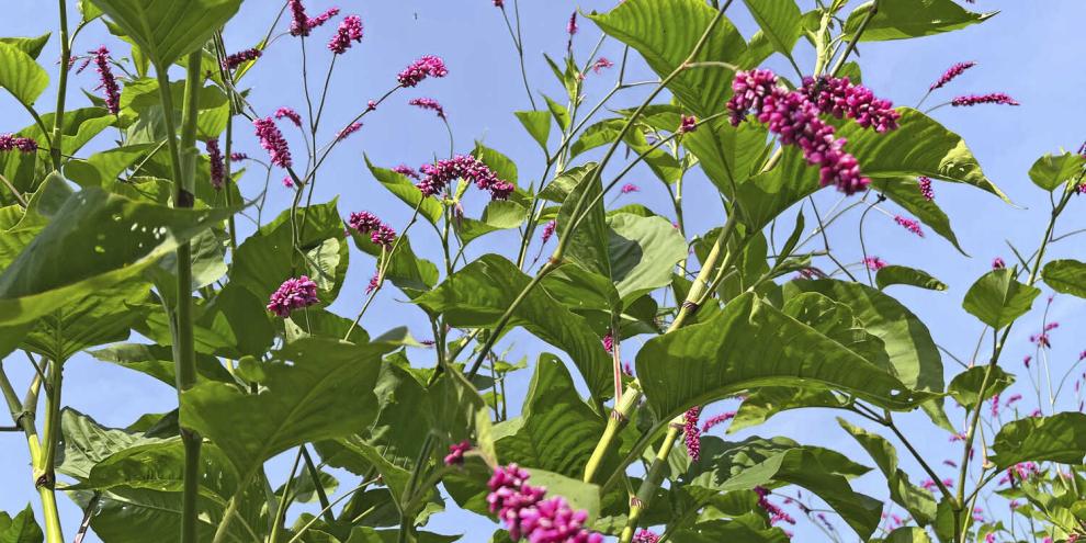 Elegant hängen die pinken Blütenrispen bogig in den Himmel.