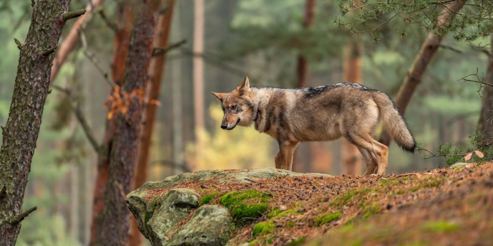 Die Uni Bremen widmet dem Grauhund eine Ringvorlesung.