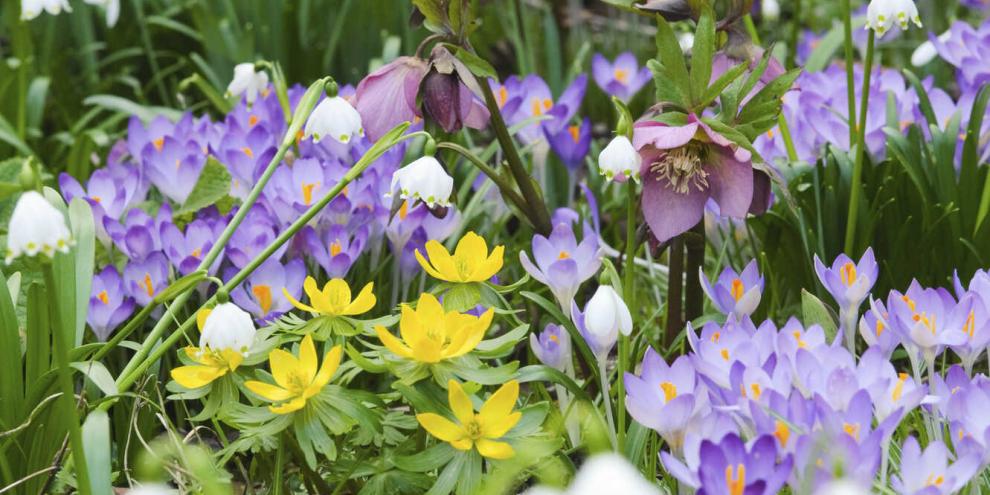 Ein Stelldichein aus Märzenbechern und Lenzrosen. Zu ihren Füßen blühen Winterlinge und Elfenkrokusse.