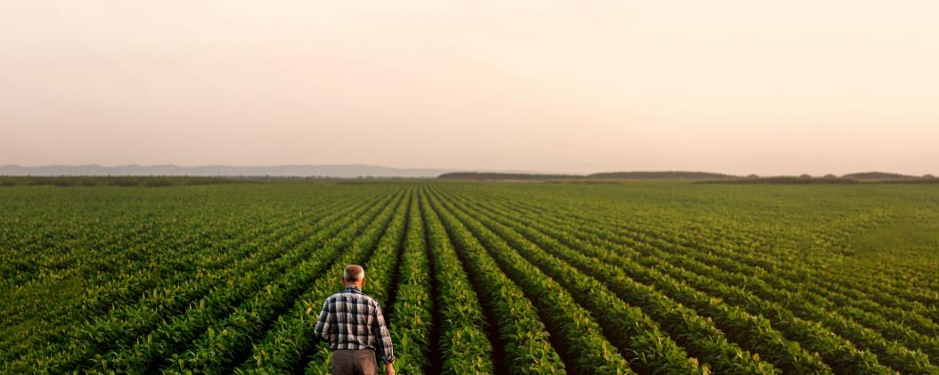 Ein Mann läuft über ein in Reihen bepflanztes, grünes Feld. 