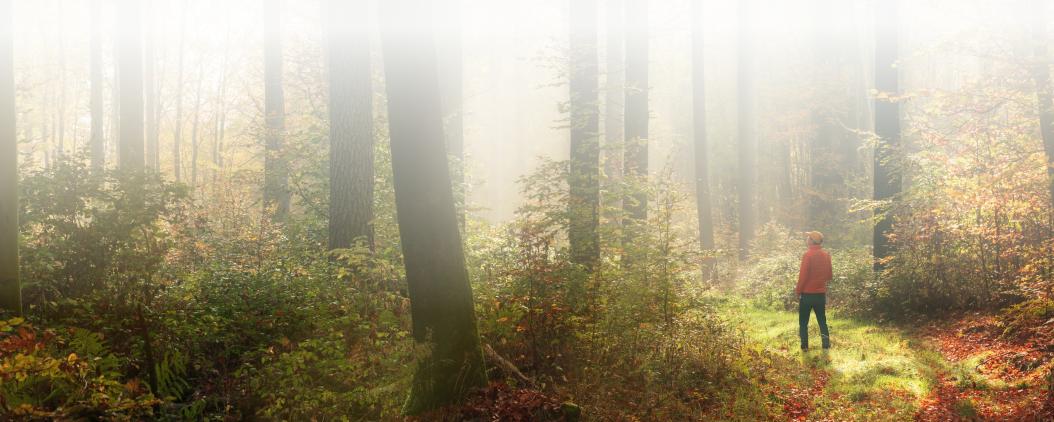 Ein Mann steht zwischen einigen Bäumen in einem Laubwald. Die Blätter der Bäume sind noch größtenteils grün, färben sich aber langsam in Herbstfarben. 