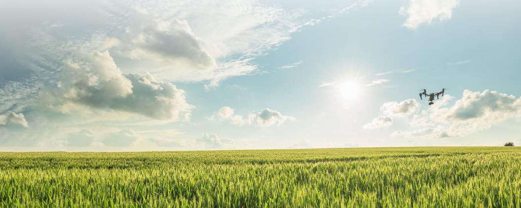 Über ein unreifes, grünes Feld fliegt eine Drohne vor blauem Himmel und Sonnenschein.