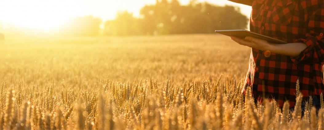 Eine Person steht bei Sonnenuntergang auf einem Kornfeld und hält ein Tablet in ihrer Hand.