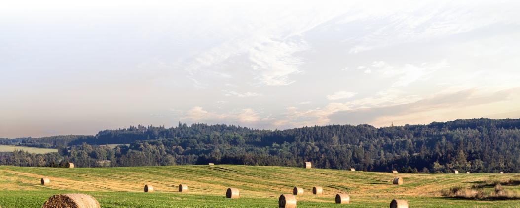 Blick auf ein Feld, auf dem viele Rundballen verteilt sind. Am Horizont ist eine große Waldfläche.