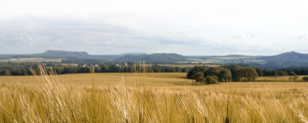 Weiter Blick über Weizen- und Getreidefelder, die mit Sträuchern und Bäumen durchzogen sind. Am Horizont wird die Landschaft hügeliger und das Elbsandsteingebirge ist in der Ferne zu erkennen.