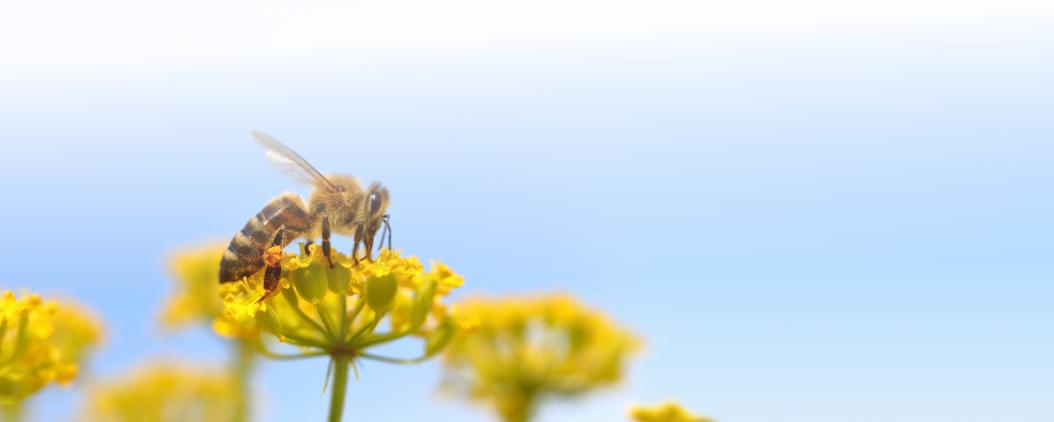 Eine Honigbiene erntet Pollen von blühenden Blumen.