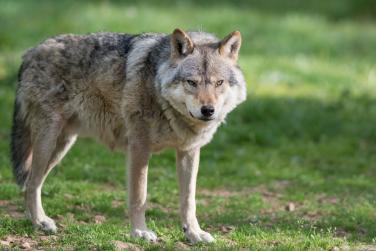 Jagdzeit für den Wolf seit Juli
