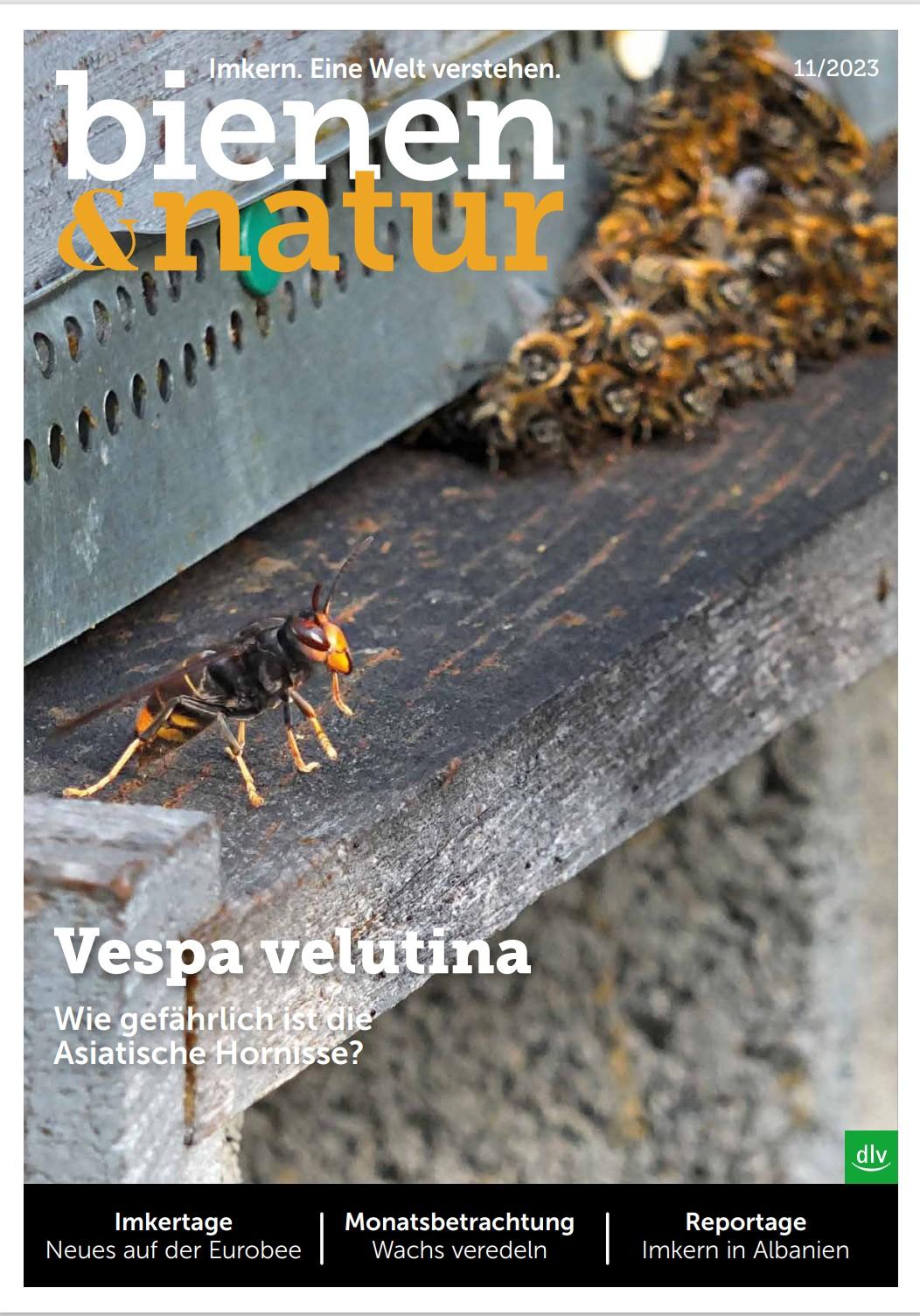 Cover bienen&natur 11/2023