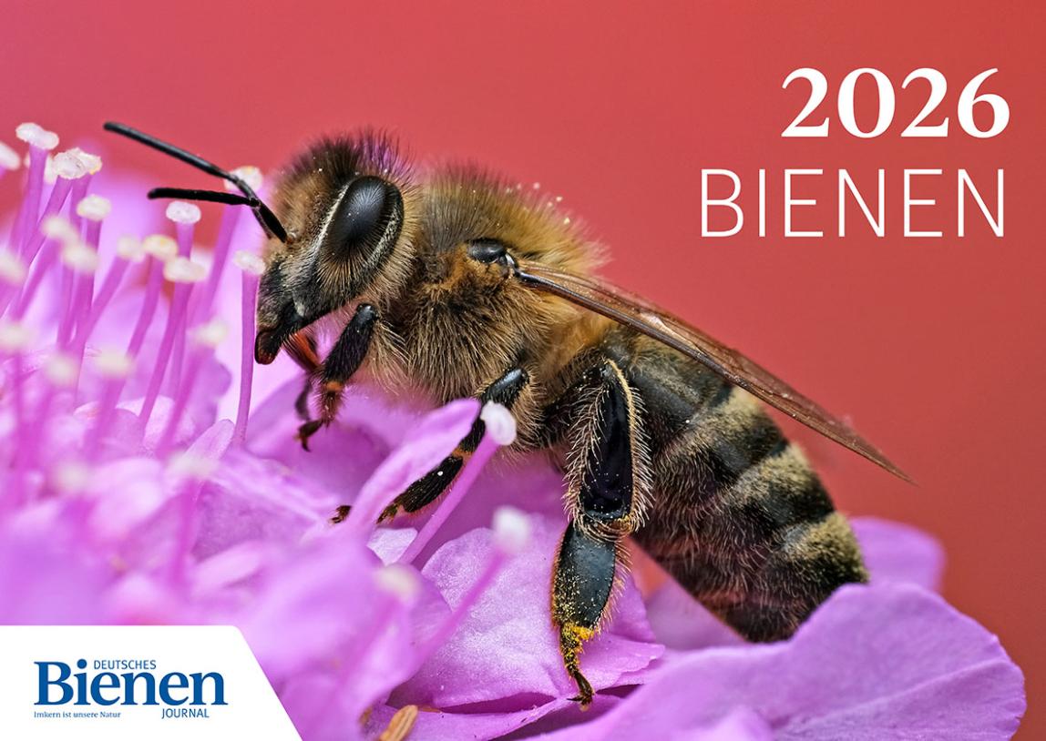 DBJ Wandkalender 2026 Cover