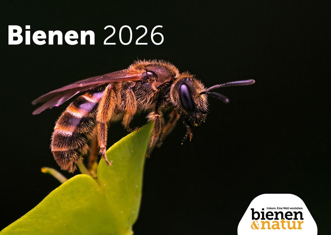 b&n Wandkalender Bienen 2026