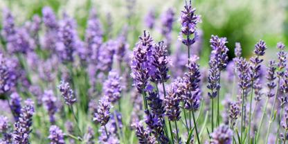 Blühender Lavendel enthält jede Menge ätherisches Öl. Er ist Zutat vieler mediterraner Rezepte und ein wichtiger Bestandteil der Würzmischung „Kräuter der Provence“.