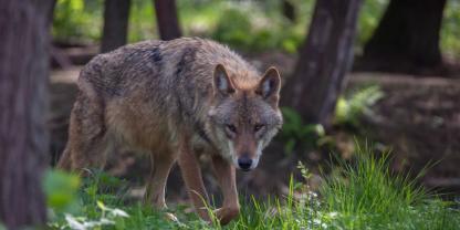 Auch in Hessen soll der Wolf ins Jagdrecht aufgenommen werden.