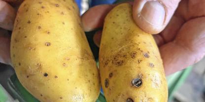 Kartoffeln mit Löchern von Drahtwürmern (r.): Diese werden maschinell und händisch aussortiert.