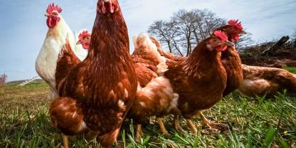Gackernde Hühner gehören für viel zur dörflichen Idylle. Aber nicht im Dörfchen Snettisham, England. Dort sorgen verwilderte Haushühner für ordentlich Ärger (Symbolbild)