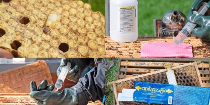 Es gibt unterschiedliche Wege der Varroabehandlung: Man kann den Milbendruck mit biotechnischen Maßnahmen dämpfen, die Bienen mit Säuren behandeln, aber auch synthetische Wirkstoffe verwenden. Fotos: Boris Bücheler, Ute Schneider-Ritter, Jürgen Schwenkel
