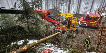Stamm durchstößt Heckscheibe Stamm durchstößt Heckscheibe