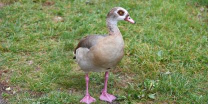 In der hessischen Landeshauptstadt Wiesbaden werden die Nilgänse zusehend zu einer Plage.