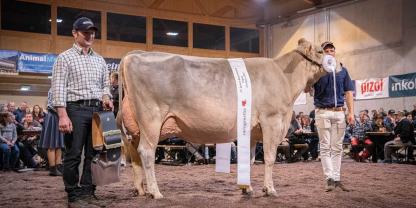 Eine starke Kuh mit Kraft und Power: Telli‘s Phil Daesy von Bruno Manser, Championkuh der Spitzen-Braunviehshow der ZG St. Gallen.