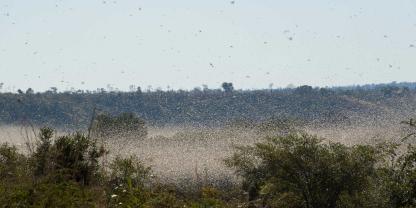 Nach den Überflutungen kämpfen die Landwirte in Queensland (Australien) jetzt mit einer Heuschreckenplage. Die Auswirkungen sind gravierend.
