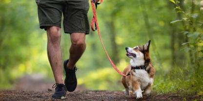 Auch angeleinte Hunde können Wildtiere im Wald unter Stress setzen.