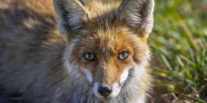 In Brandenburg ist ein Fuchs in eine illegal aufgestellte Falle geraten.