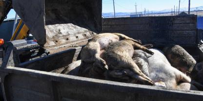 schweine-nottöten_imago115221014