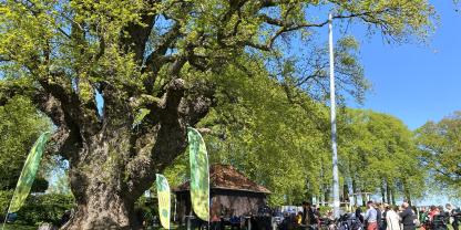 Der 450-jährige Nationalerbe-Baum "Dicke Eiche" in Südniedersachsen ist Wahrzeichen, Treffpunkt und Spielort, seit Generationen.
