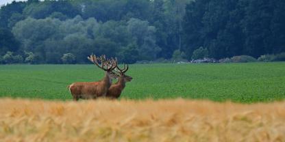 Die umstrittene Sommerschonzeit könnte in Brandenburg – zumindest teilweise – bald der Vergangenheit angehören.