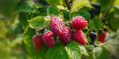 Sommerhimbeeren werden an meist an Gerüsten angezogen.