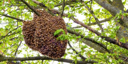 AdobeStock_111968408 Bienenschwarm