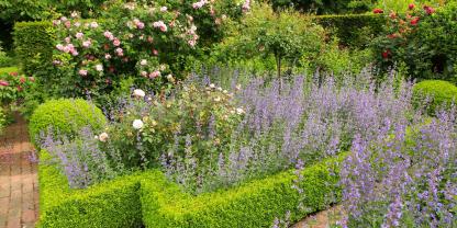 Ein zeitloses Gartenbild: Formgeschnittener Buchsbaum schafft klare Strukturen, während die blühende Katzenminze mit ihrem lockeren Wuchs und violetten Blüten für weiche Kontraste sorgt. Diese klassische Kombination aus Formstrenge und natürlicher Leichtigkeit zeigt, warum der Buchsbaum jahrzehntelang unverzichtbar für strukturierte Gärten war.