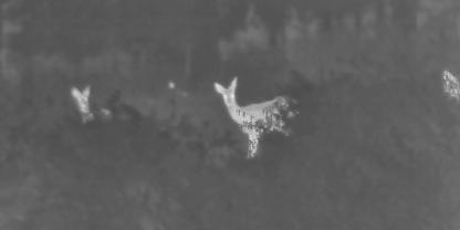 Rehe im Blick mittels Wärmebildtechnik. Nach der geäußerten Kritik nimmt der BZL diese nun zurück.