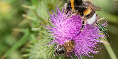 Zwei Bienen, ein Ziel: Honigbienen und Wildbienen sichern unsere Vielfalt. Vor allem Widbienen brauchen Schutz vor Lebensraumverlust und Nahrungsmangel.