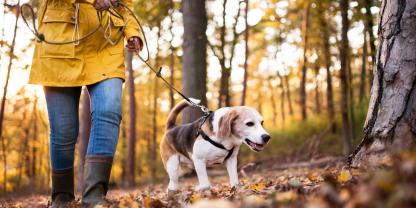 Auch angeleinte Hunde können Wildtiere im Wald erheblich stören.