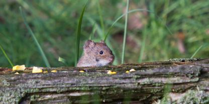 Klein, aber potenziell gefährlich: Die Rötelmaus ist der wichtigste Wirt für das Hantavirus in Deutschland.
